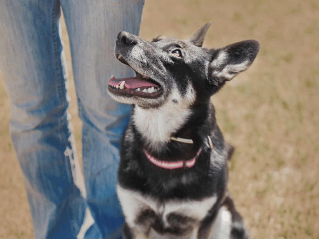 A dog heels at their guardian's side and looks up happily.