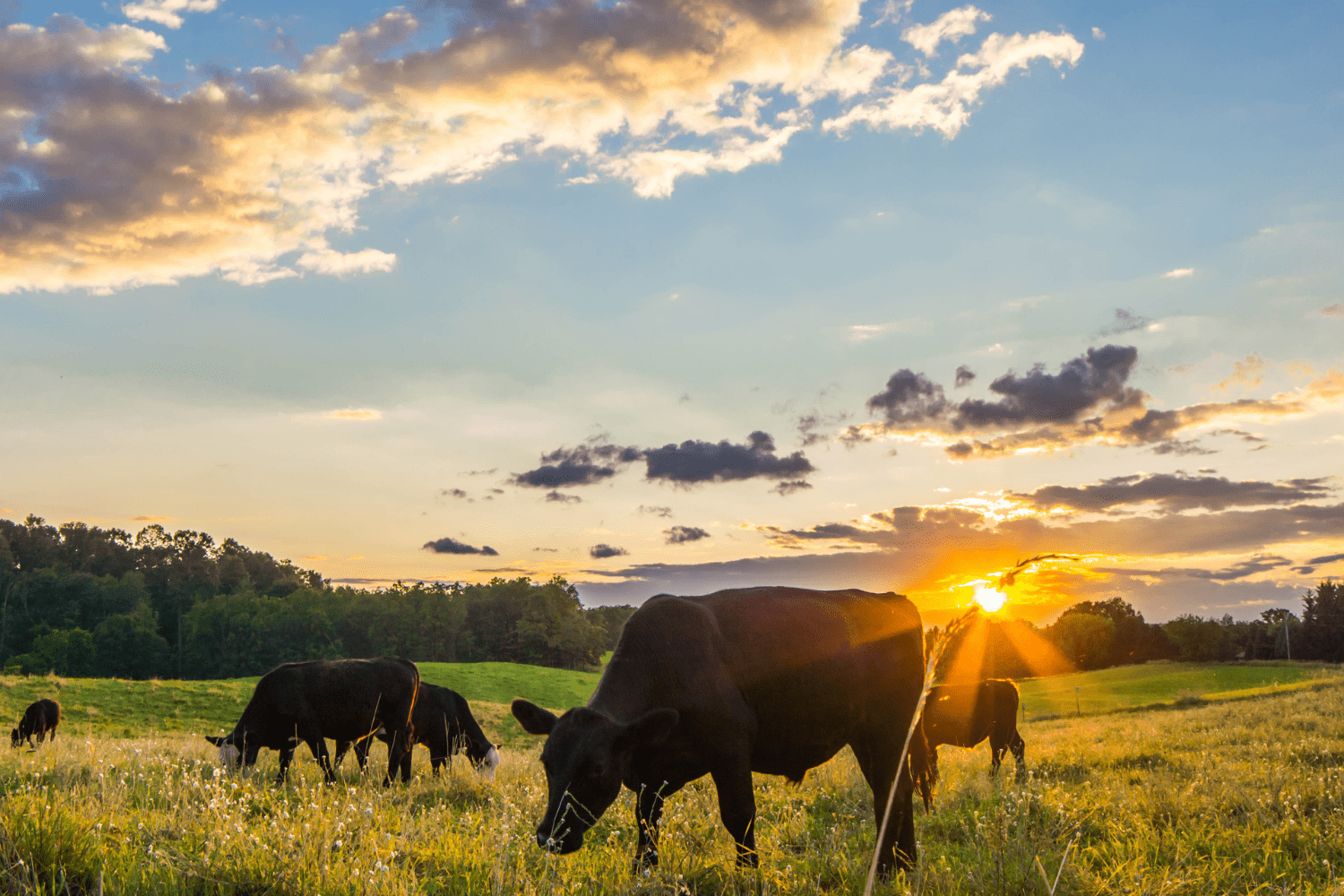 Join the VHS's Animal Advocacy Committee Vancouver Humane Society