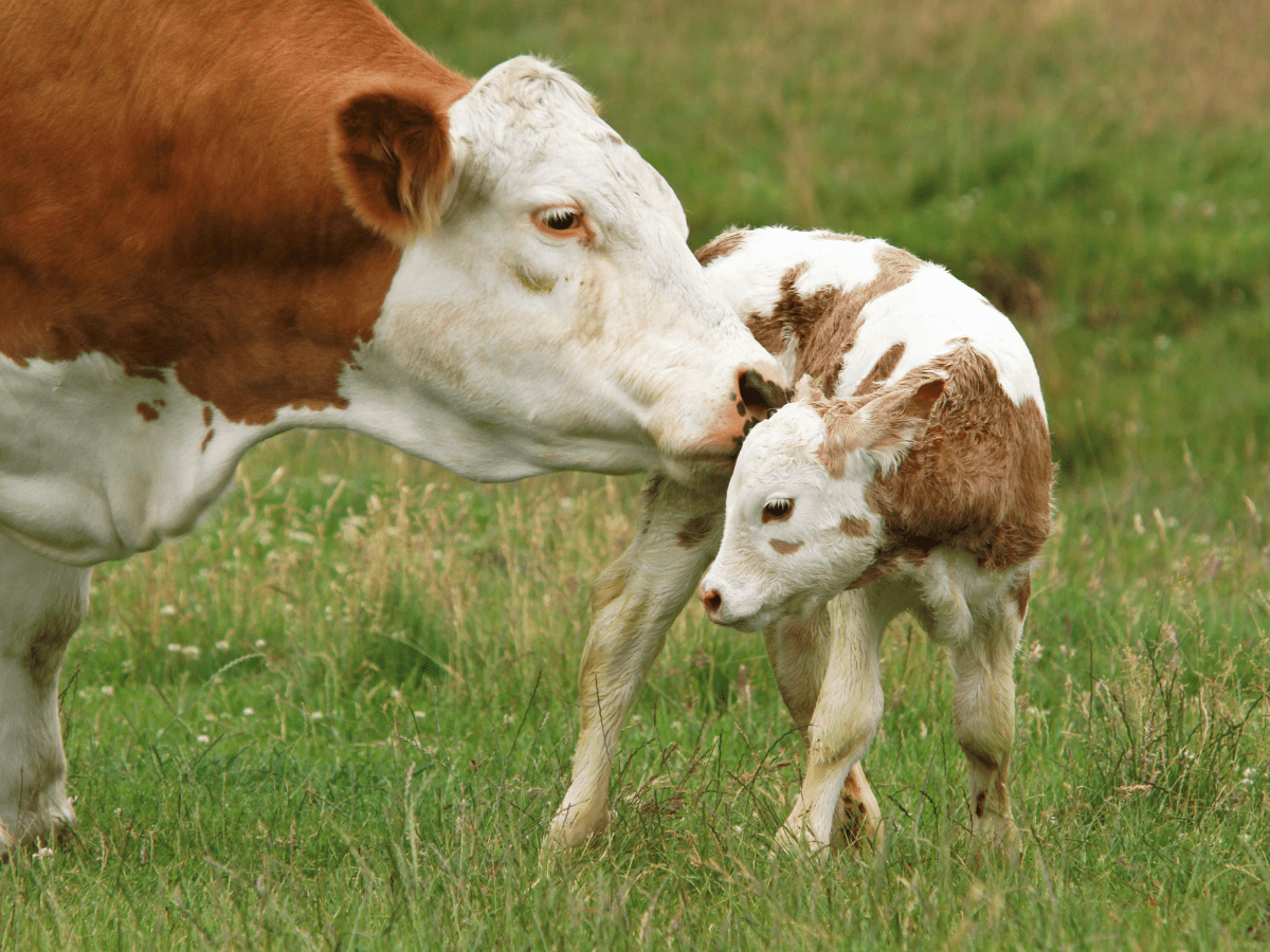 A mother cow and calf on a farm sanctuary