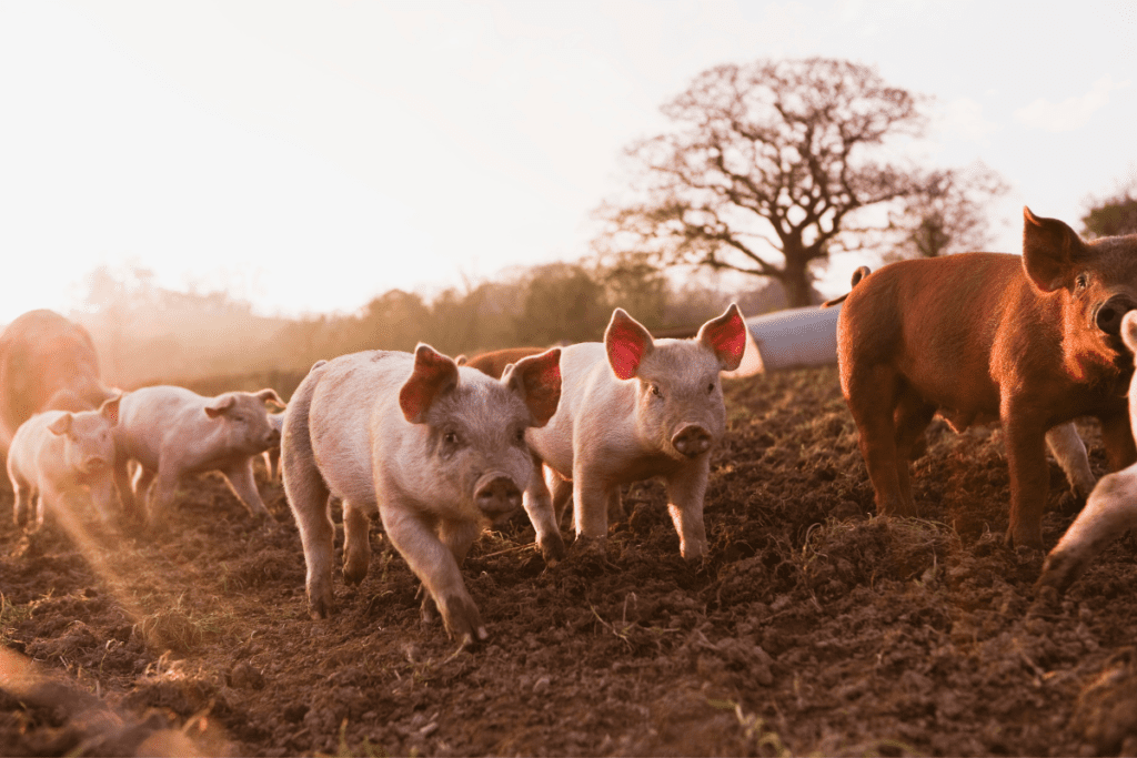 A group of pigs walk through the mud outside