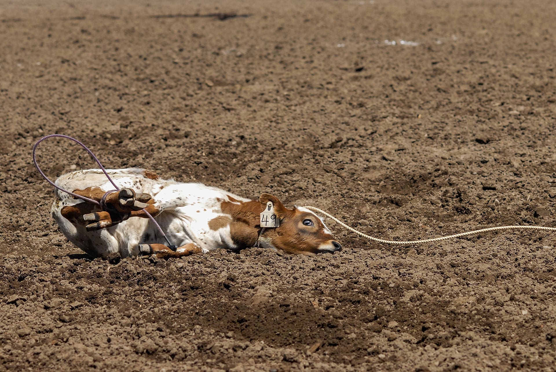 Calf roping