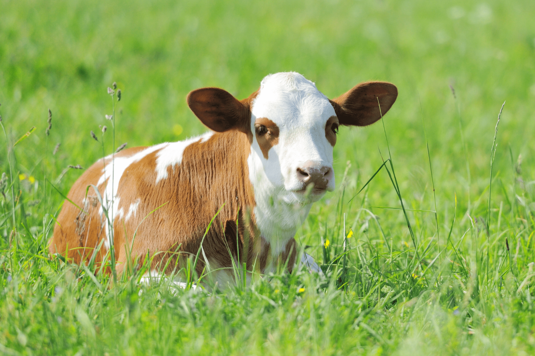 A calf rests in the grass.