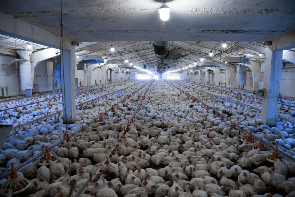 A long shot of a warehouse style barn crowded with broiler chickens raised for meat