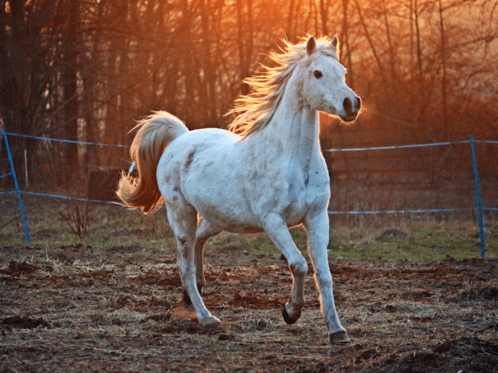 A white horse running in a fenced area