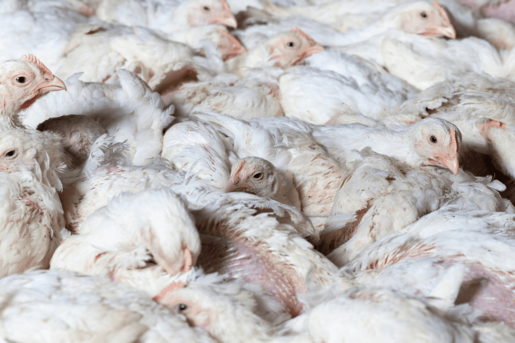 Close up photo of a crowded group of broiler chickens with missing feathers in a factory farm