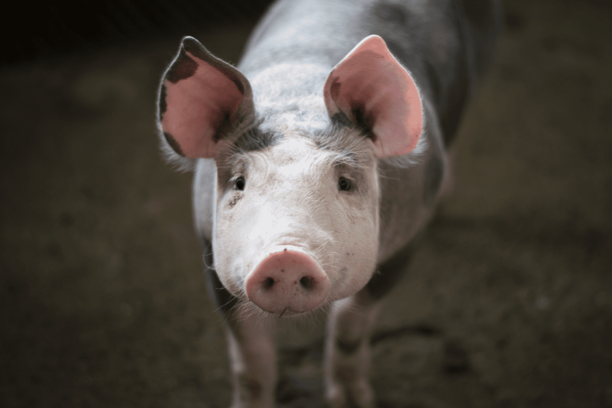 A pig on a dirt floor stares at the camera