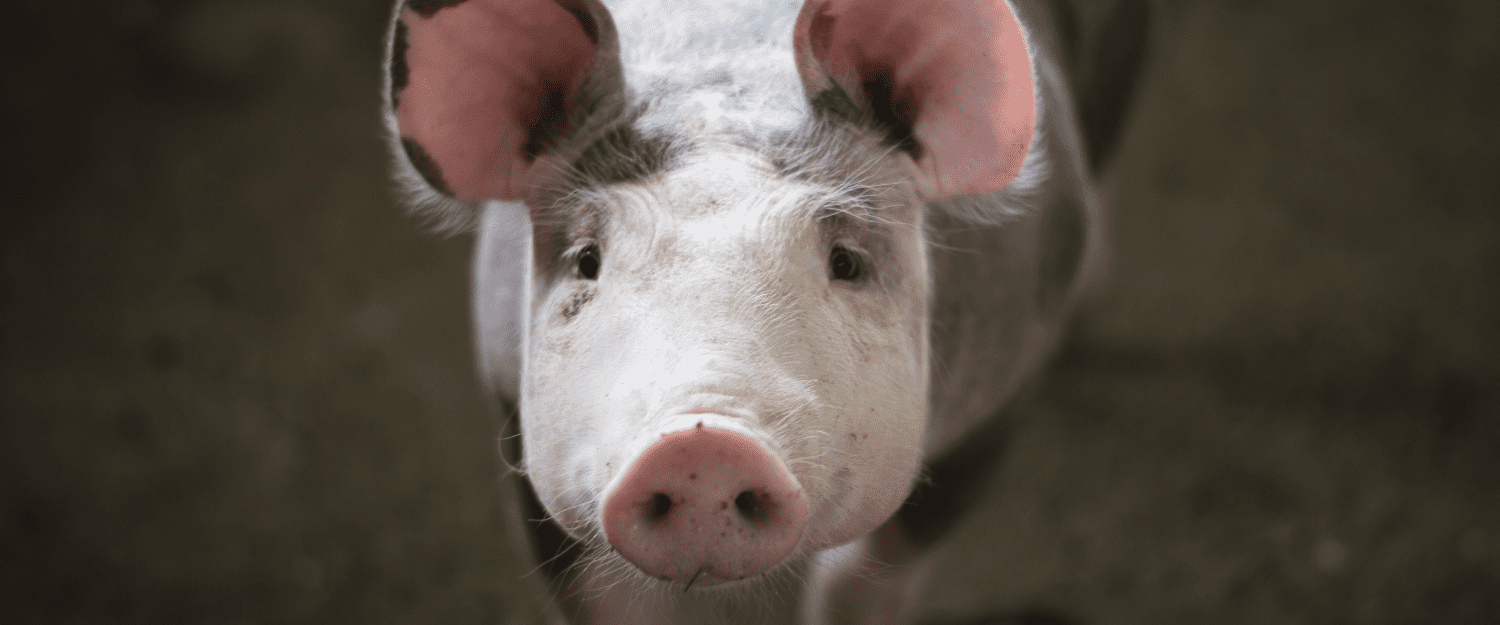 A pig on a dirt floor stares at the camera