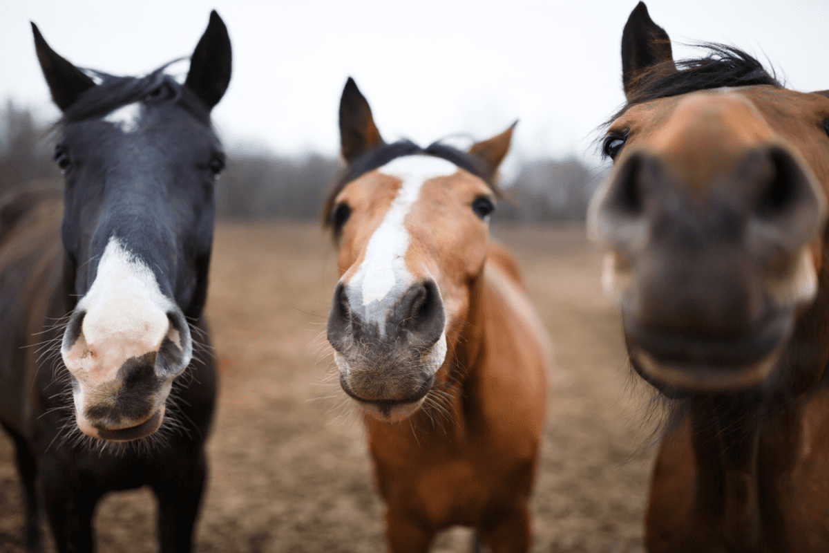 Three horses looking into the camera in a field