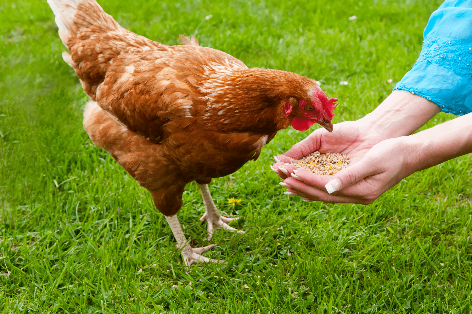 A chicken eating grain out of the hands of a person