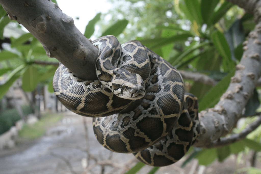 A Burmese python curls around a tree branch in the wild