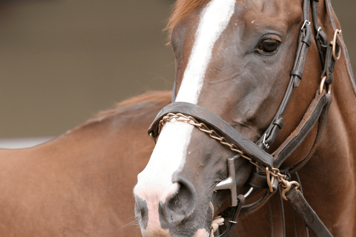 A close up photo of a horse with a bridle.