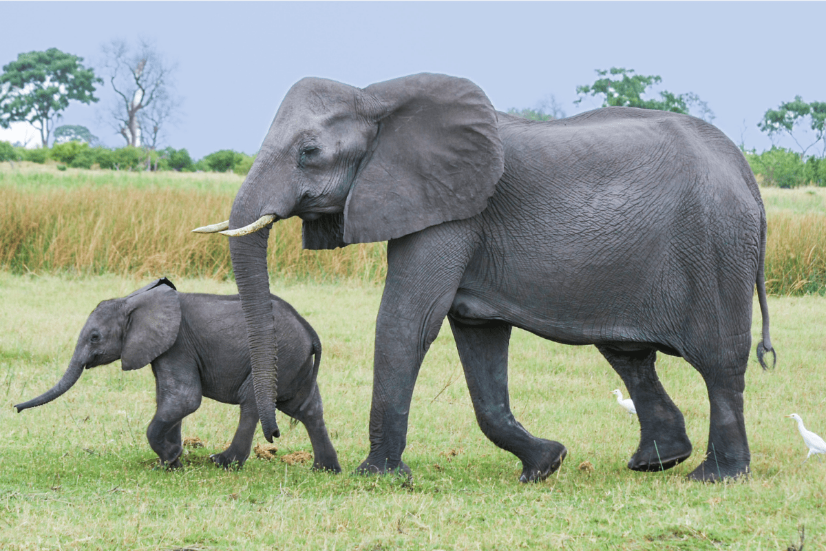 An adult elephant and elephant calf walk together in the wild