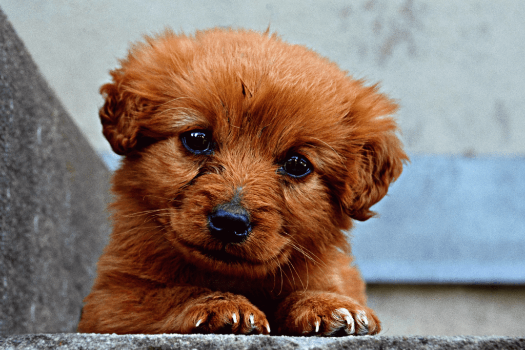 A close up photo of a brown puppy