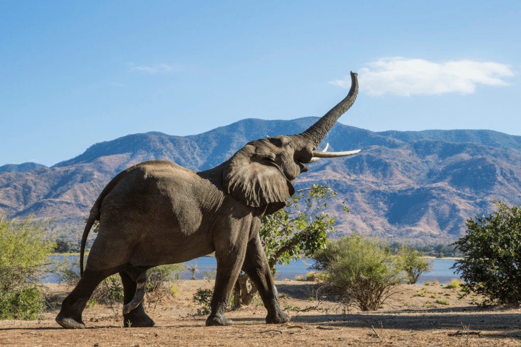 An elephant raises their trunk in the wild
