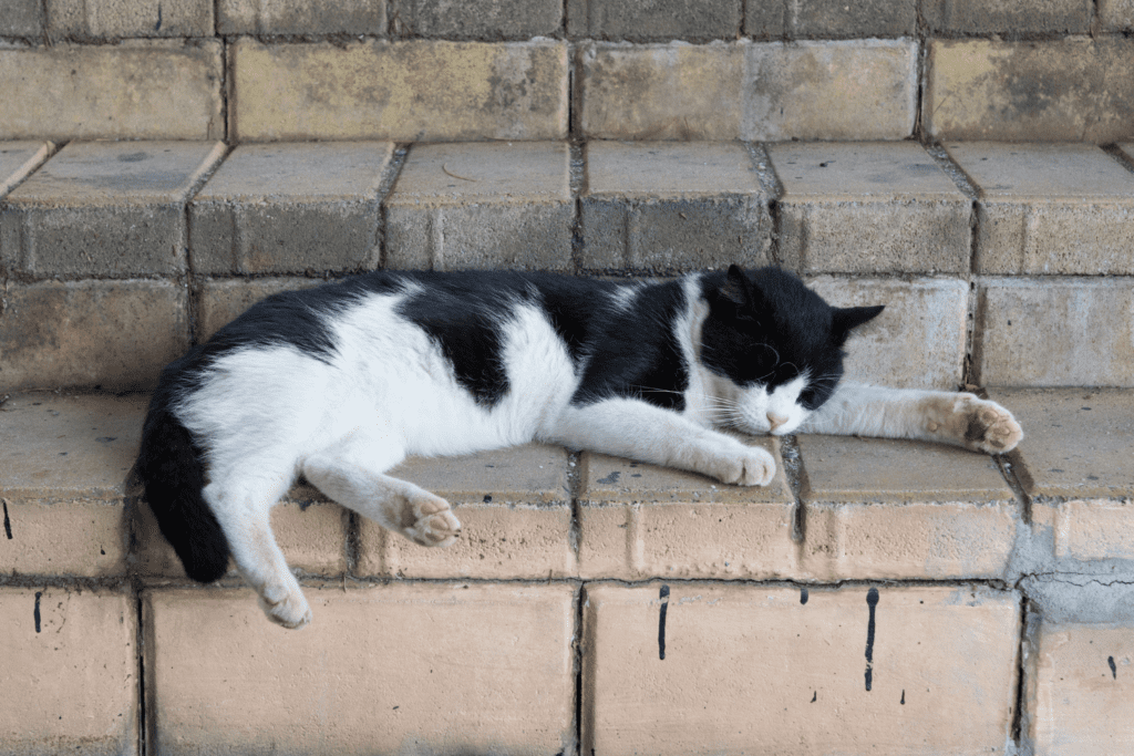 A black and white cat sleeps on steps outdoors
