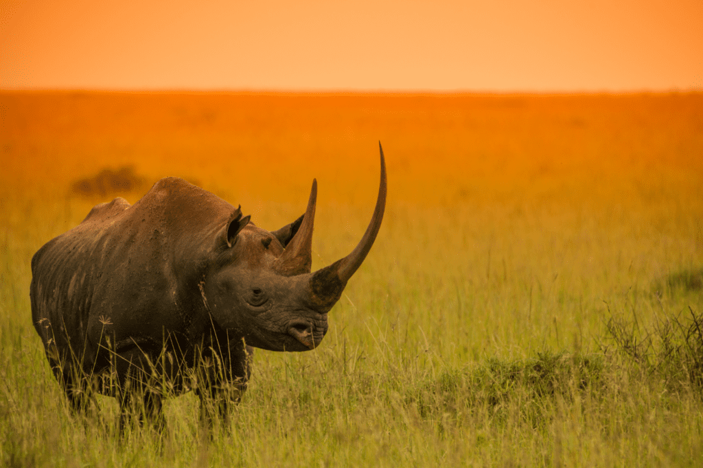 A rhino in the wild at sunset