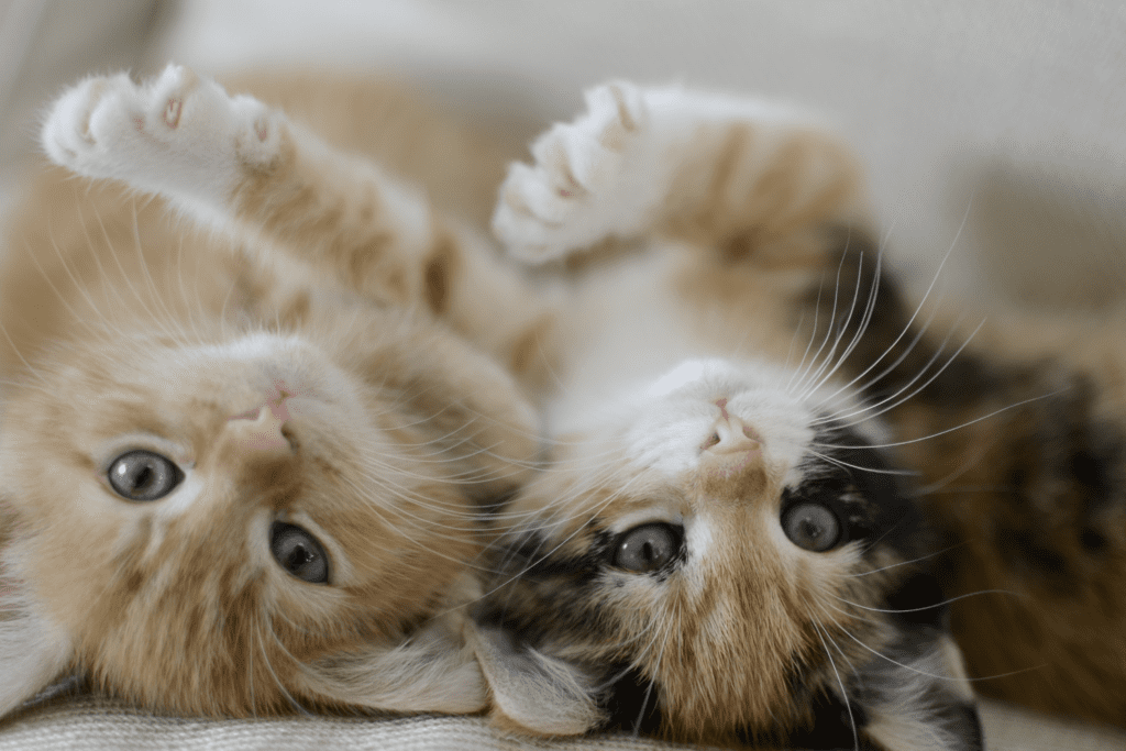 Two kittens lie on their backs on the floor