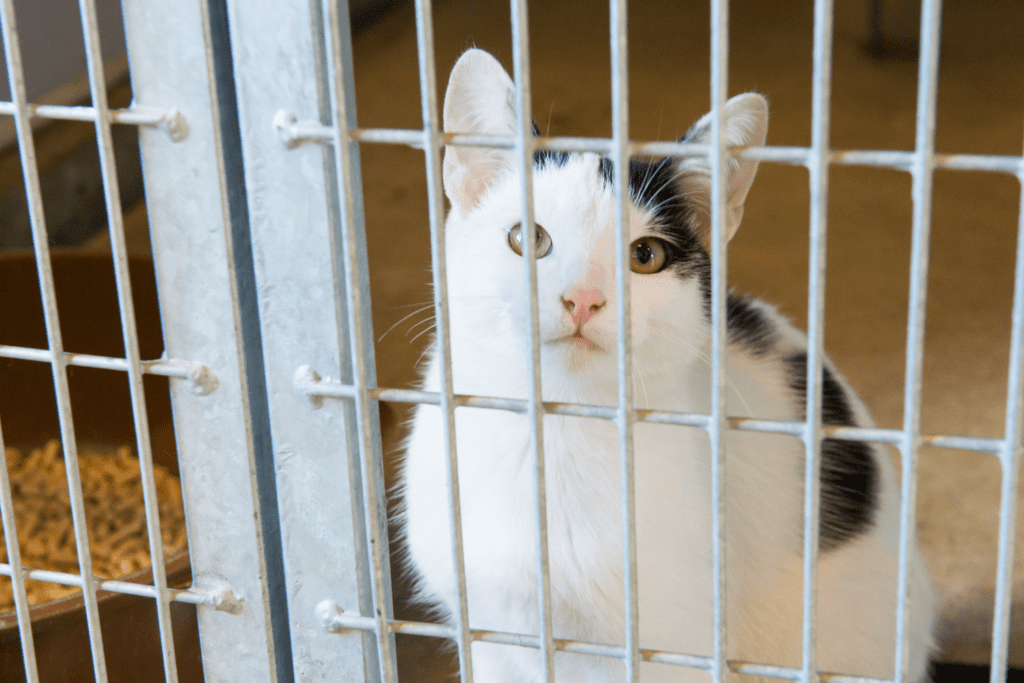 A cat seen through the bars of a cage in a shelter