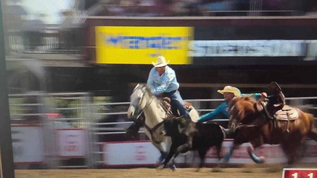 A frame from a video of a fatal steer wrestling incident at the Calgary Stampede
