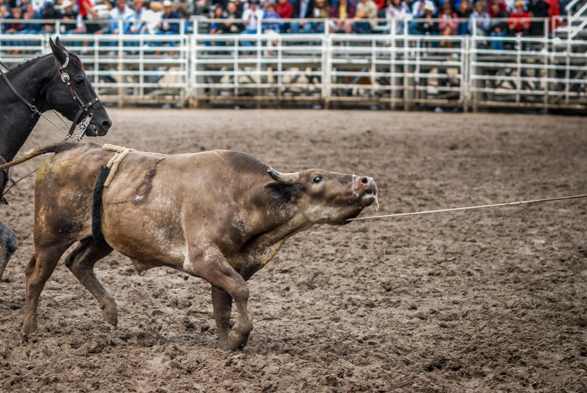 A bull in the ring at The Calgary Stampede rodeo