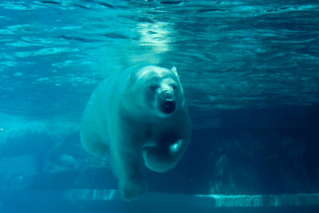 A polar bear swimming in a tank at a zoo