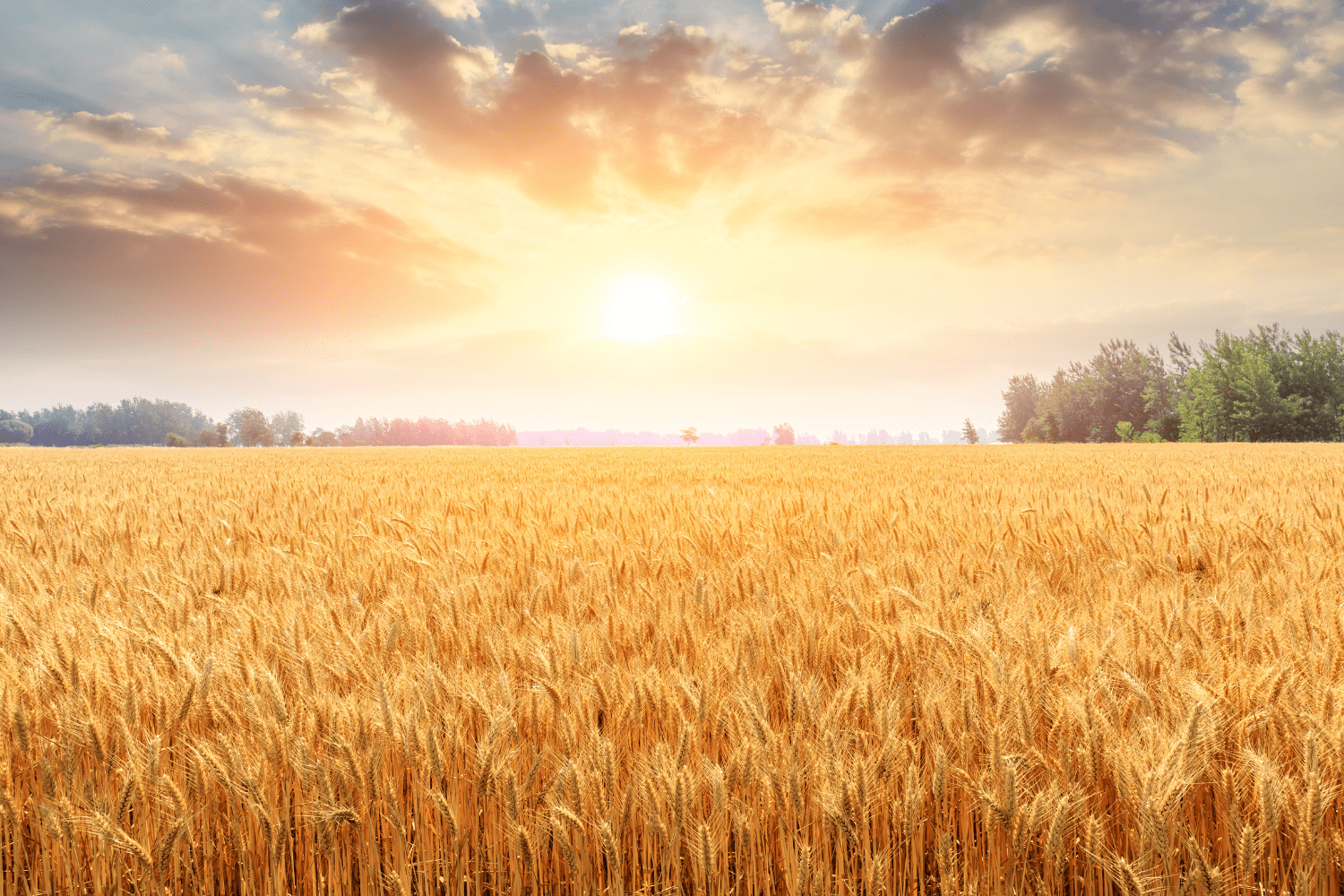 A sunset over wheat crops