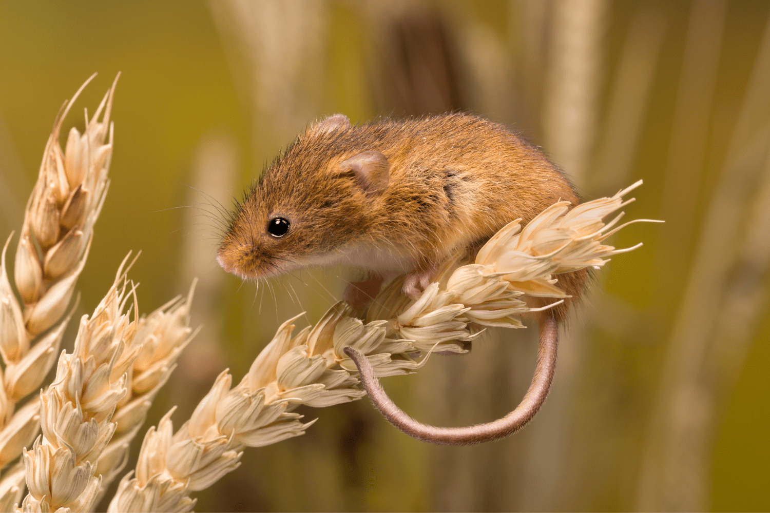 A mouse in a crop field