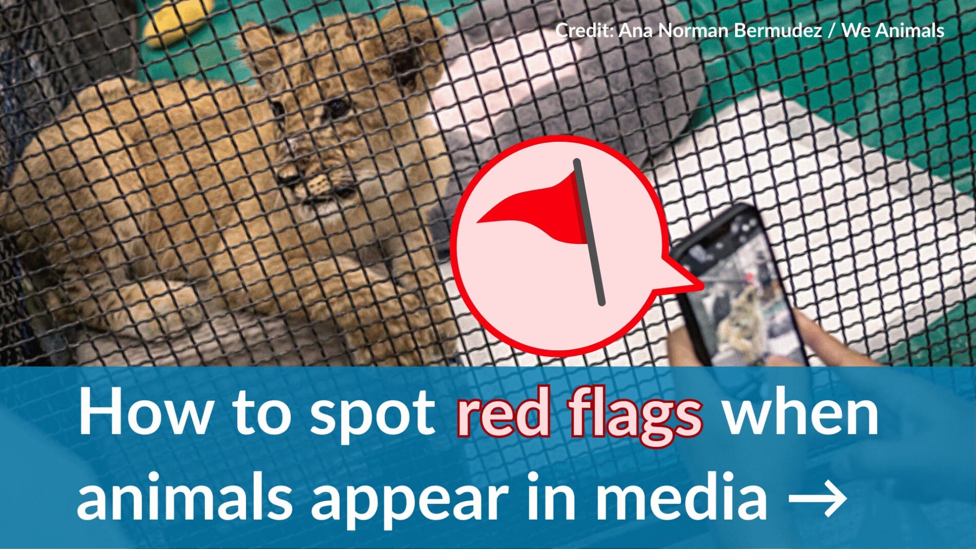 How to spot red flags when animals appear in media.