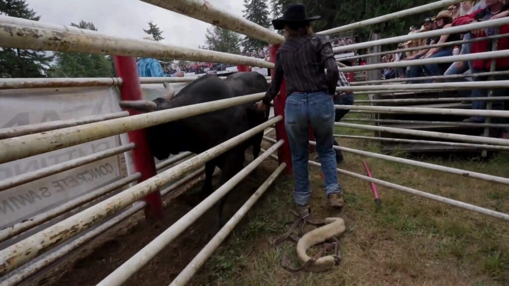 A bull is prodded in a closed chute as he backed up into a gate.