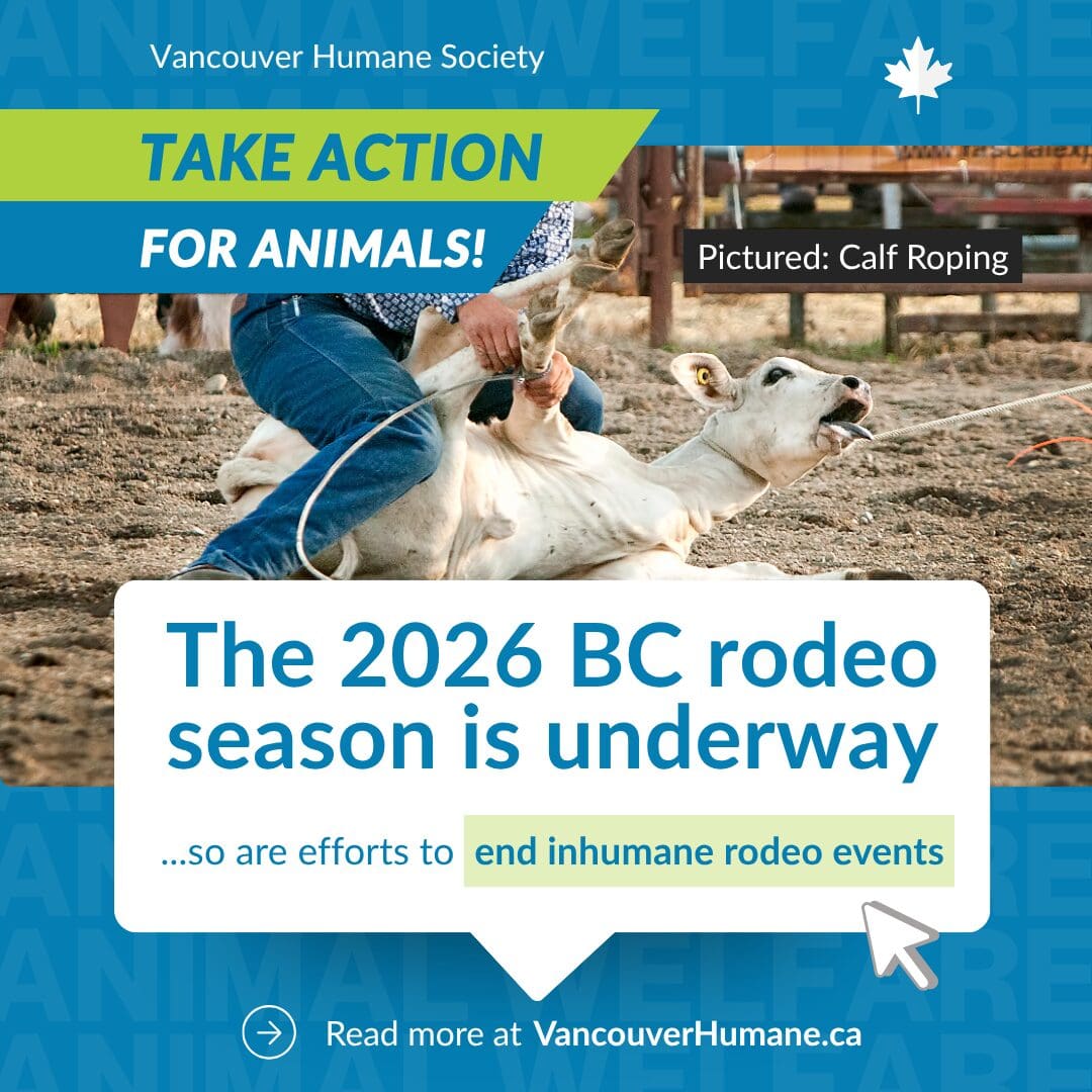 2026 BC Rodeo Share Graphic