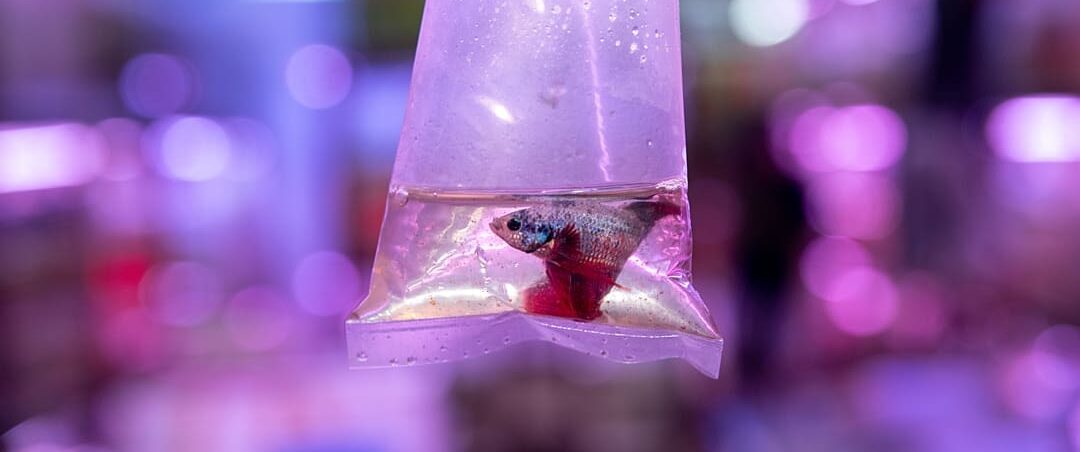 A solitary betta fish housed in a plastic bag and only a small amount of water at a fish shop. The shop sells ornamental fish for the aquarium trade. Luu Xuan Tin, Ho Chi Minh City, Dong Nam Bo, Vietnam, 2022. Aaron Gekoski / Asia for Animals Coalition / We Animals