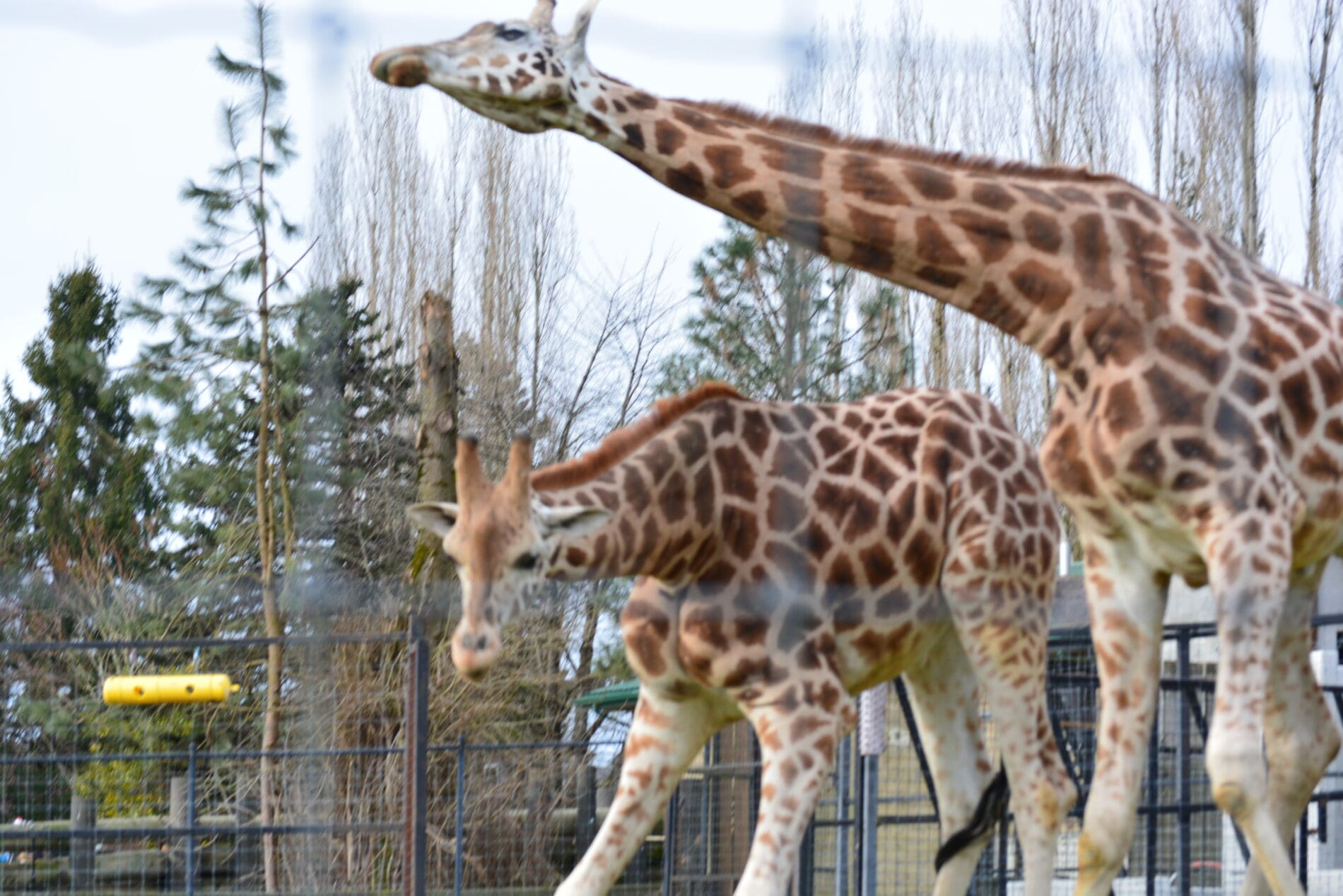 Giraffes at the Greater Vancouver Zoo