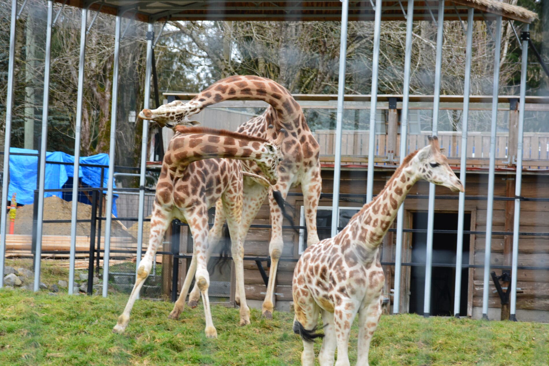 Giraffes exhibit abnormal neck twisting stereotypic behaviour at the Greater Vancouver Zoo