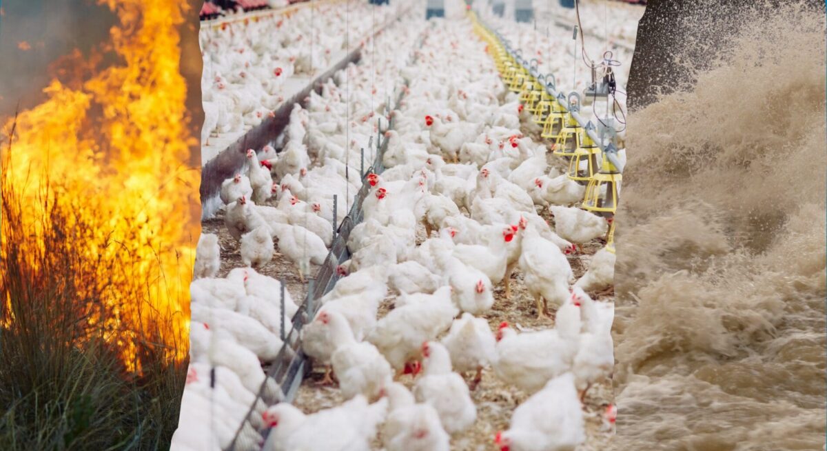 thousands of chickens next to images of wildfire and flood water