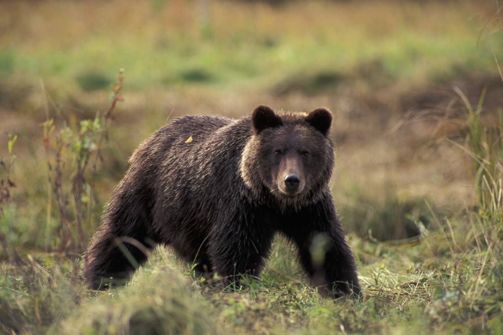 Grizzly GB-007