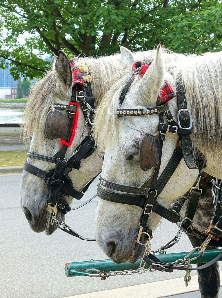 Horse Drawn Carriages
