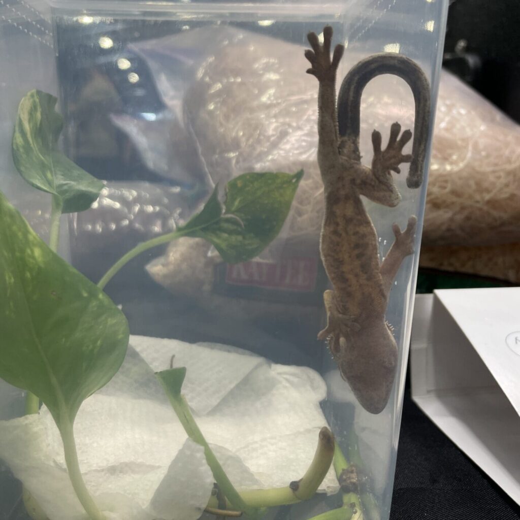 A gecko in a small plastic container with leaves and paper towel