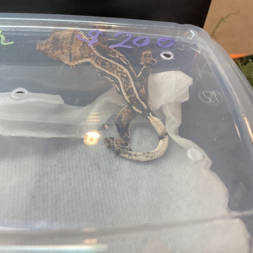 A lizard in a small plastic container with $200 written on the container
