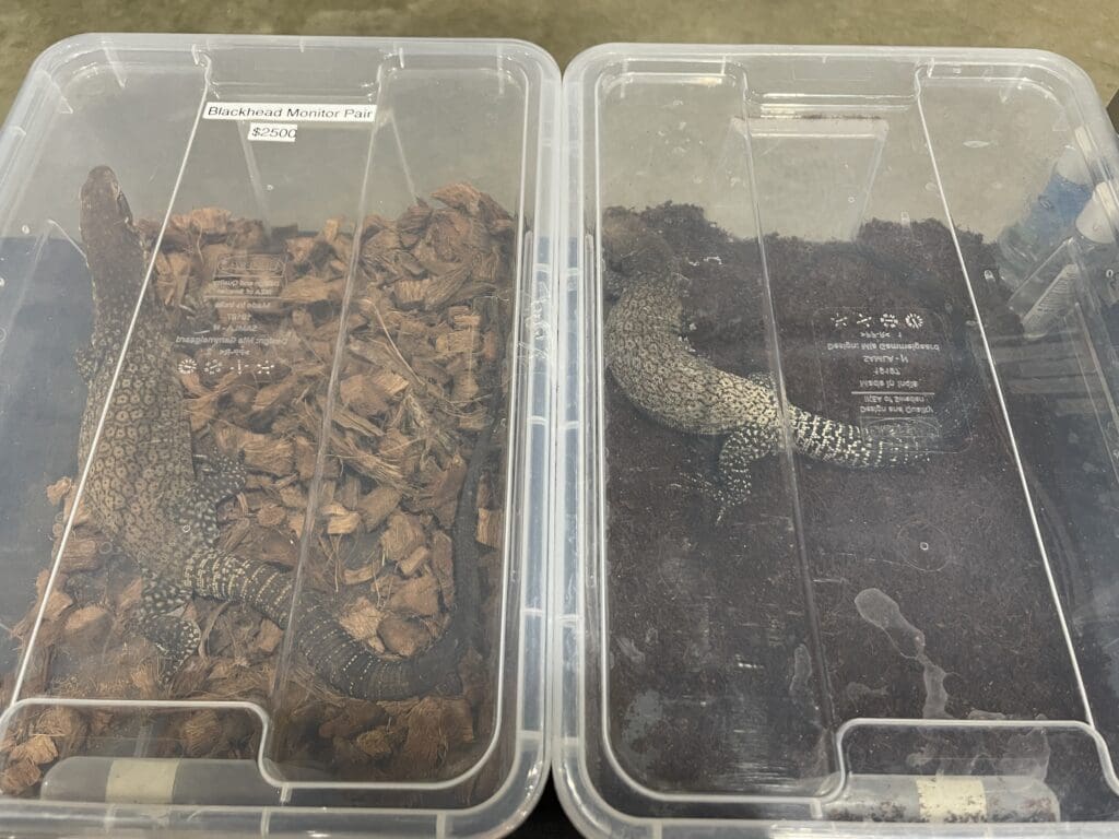 Two monitor lizards in side-by-side plastic bins with 'Blackhead monitor pair $2500' written on one of the bins