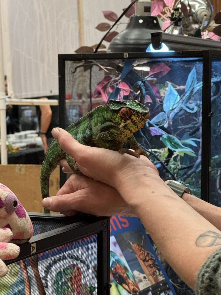 A pair of bare hands holding a chameleon