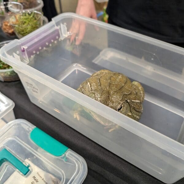 A toad sitting a clear plastic container