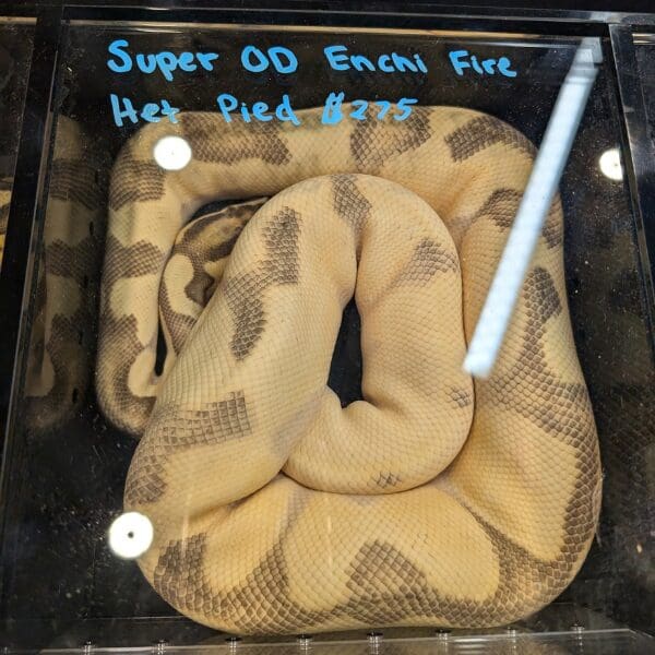 A large yellow snake curled multiple times in a very small plastic enclosure.