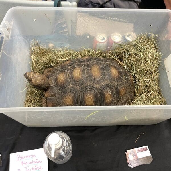 A large tortoise in small plastic container sitting on hay