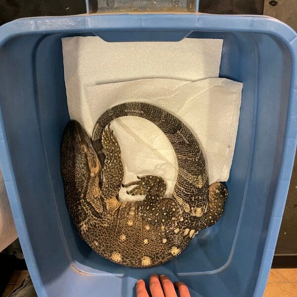 A monitor lizard curled up in blue plastic bin