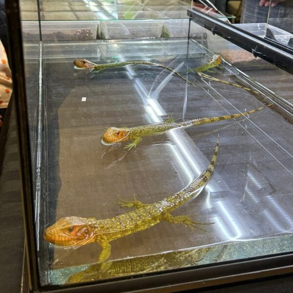 Four lizards swimming in a small, barren aquarium.