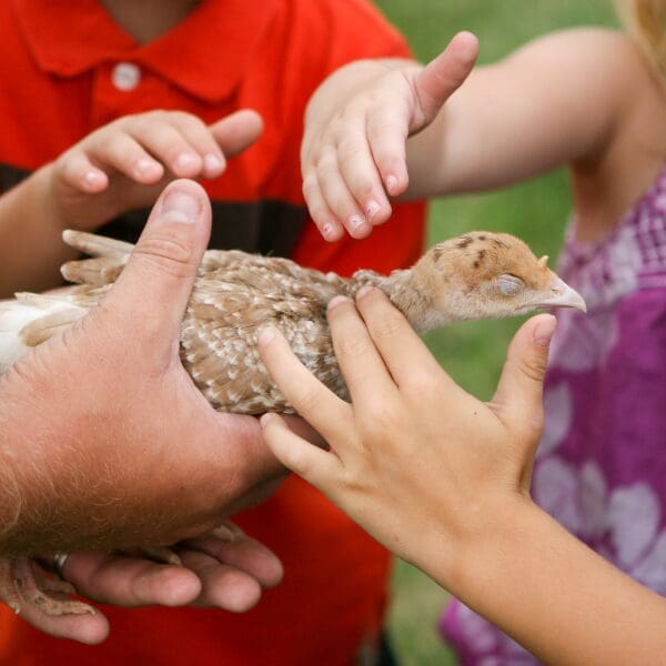 Multiple children holding and petting a young bird