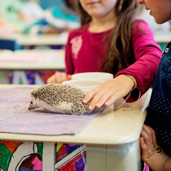 Children touching a hedgehog on a desk