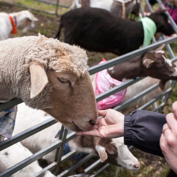 A hand touching the nose of a sheep over a fence with other animals in the background