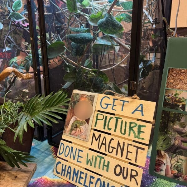A sign in front of a chameleon enclosure that says 'Get a picture magnet done with our chameleons'