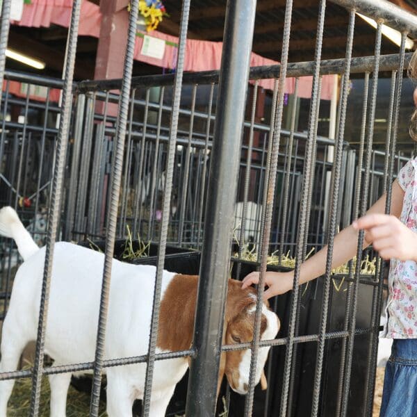 A person petting a goat through fence bars
